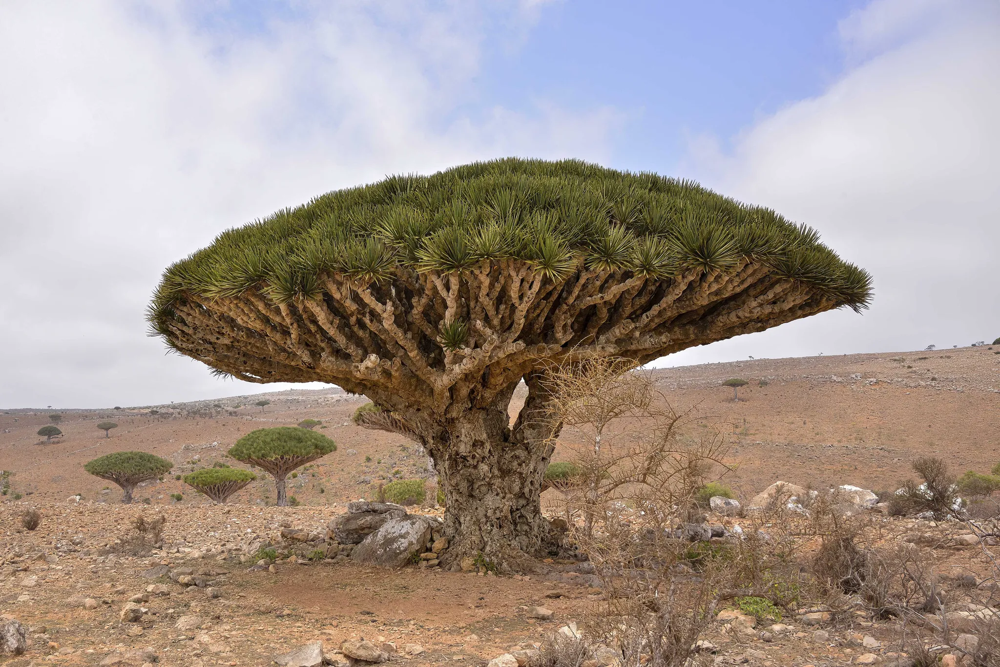 Dragon's Blood Trees, Socotra, Yemen