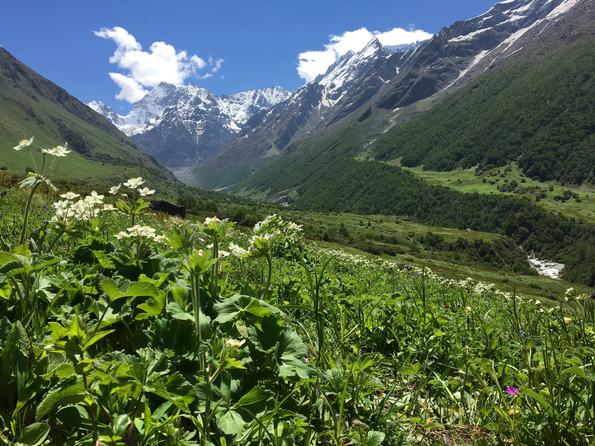 Valley of Flowers National Park, India