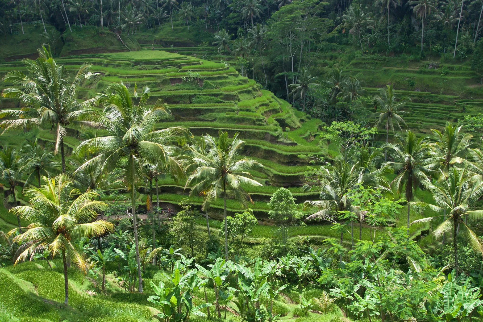 Tegallalang Rice Terraces, Bali, Indonesia