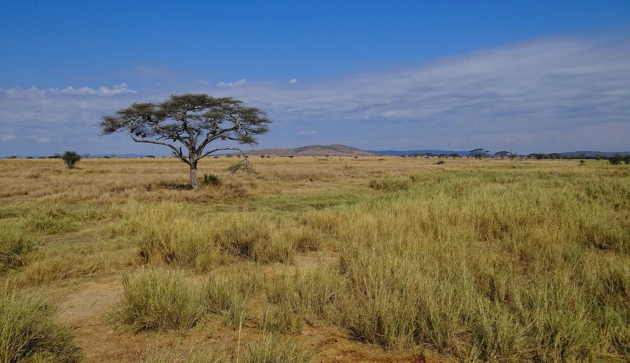 Serengeti, Tanzania