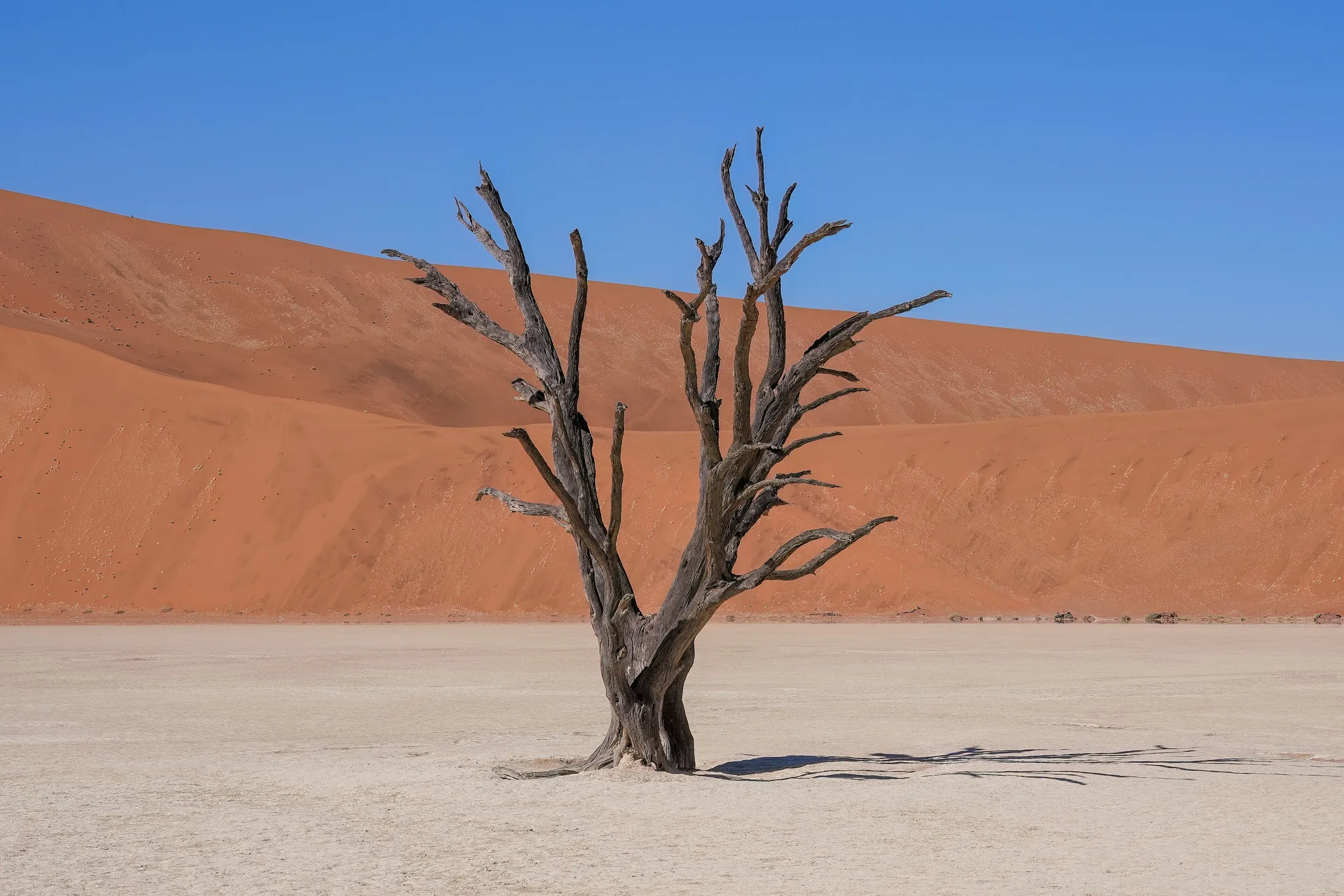 Deadvlei, Namibia