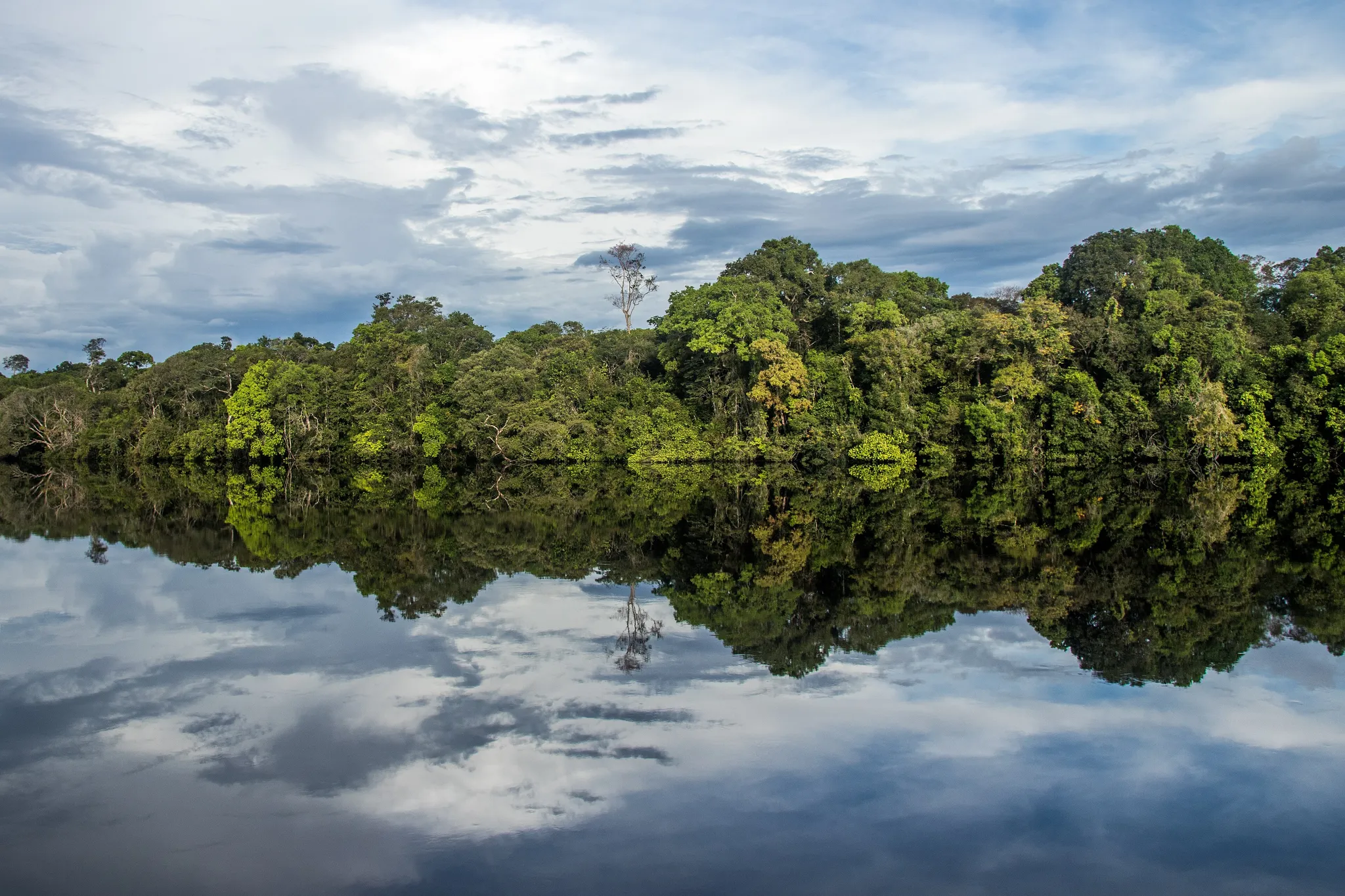 Jaú National Park, Brazil