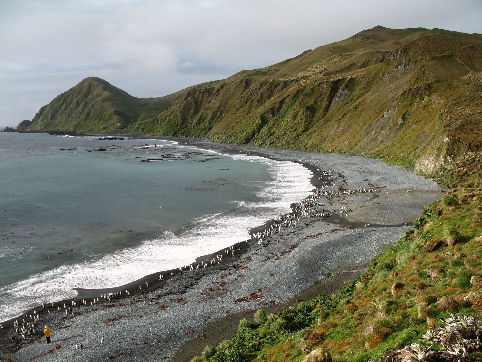 Macquarie Island, Australia