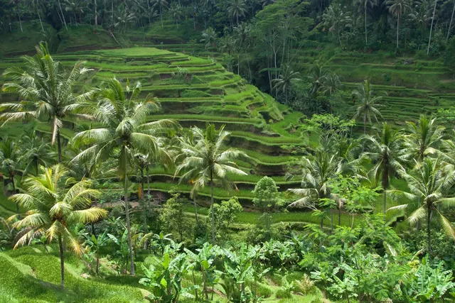 Reisterrassen von Tegallalang, Bali, Indonesien