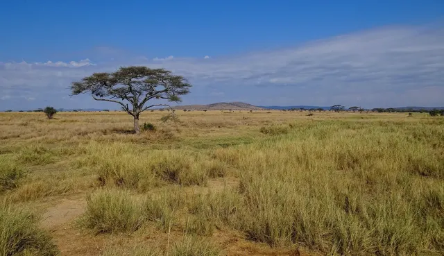 Serengeti, Tansania